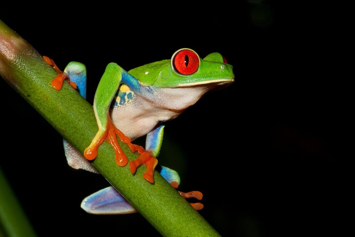 Frog Watching Jungle Night Walk